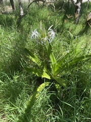 Crinum pedunculatum