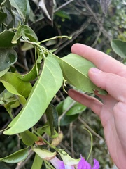 Bignonieae