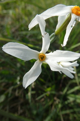 Narcissus deficiens