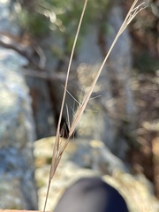Aristida basiramea