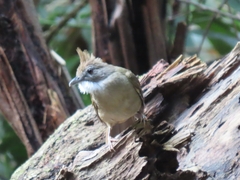 Alophoixus ochraceus