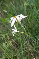 Narcissus deficiens