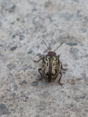 Zygogramma piceicollis