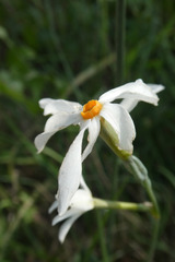 Narcissus deficiens