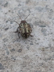 Zygogramma piceicollis