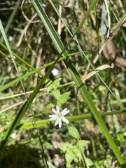 Stellaria flaccida