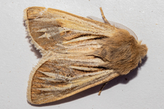 Ichneutica ceraunias