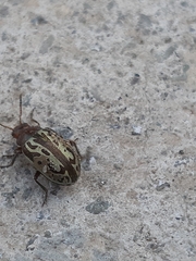 Zygogramma piceicollis