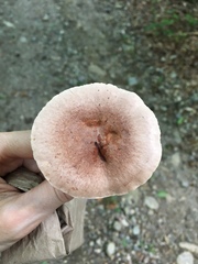 Lactarius mutabilis