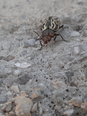 Zygogramma piceicollis