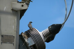 Artamus leucorynchus