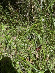 Stellaria flaccida