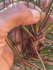 Pinus muricata