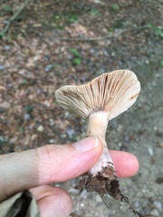 Lactarius mutabilis