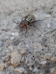 Zygogramma piceicollis