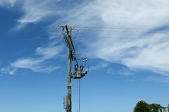 Artamus leucorynchus