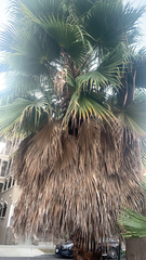 Washingtonia filifera