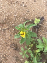 Turnera ulmifolia