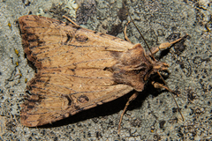 Ichneutica omoplaca