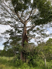 Ceiba