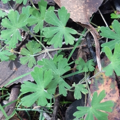 Geranium potentilloides