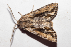 Ichneutica paracausta