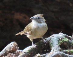 Alophoixus ochraceus