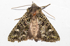 Ichneutica plena