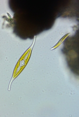 Nitzschia longissima