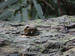 Tamiops mcclellandii