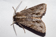 Ichneutica ustistriga
