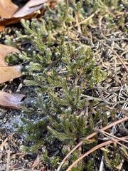 Selaginella rupestris