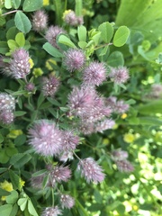 Trifolium arvense