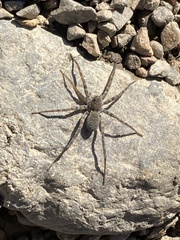 Pardosa