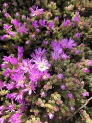 Disphyma crassifolium