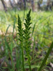 Microtis frutetorum