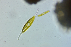 Nitzschia longissima