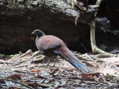 Polyplectron inopinatum