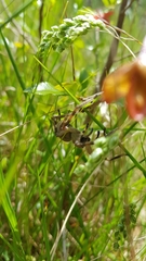 Neosparassus calligaster