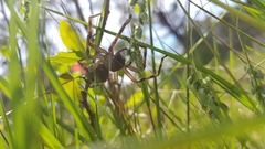 Neosparassus calligaster