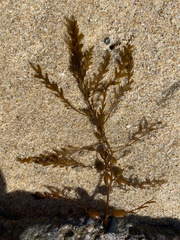 Sargassum horneri