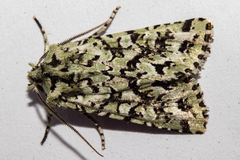Meterana exquisita