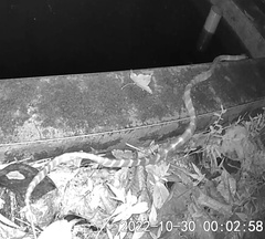 Bungarus multicinctus multicinctus