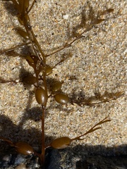 Sargassum horneri