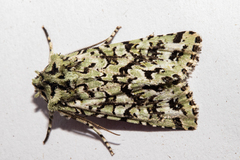 Meterana exquisita