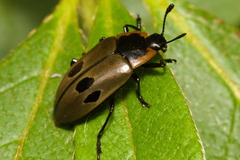 Iphiclus quadrisignatus
