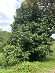 Syzygium malaccense