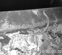 Bungarus multicinctus multicinctus