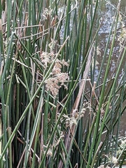 Machaerina articulata