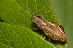 Naupactus dissimilis